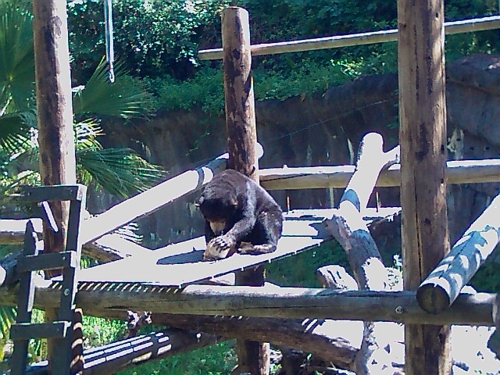 OAKzoo20100717_Sunbear