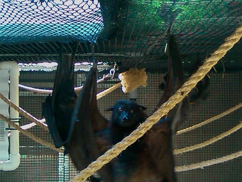 OAKzoo20100717_bat